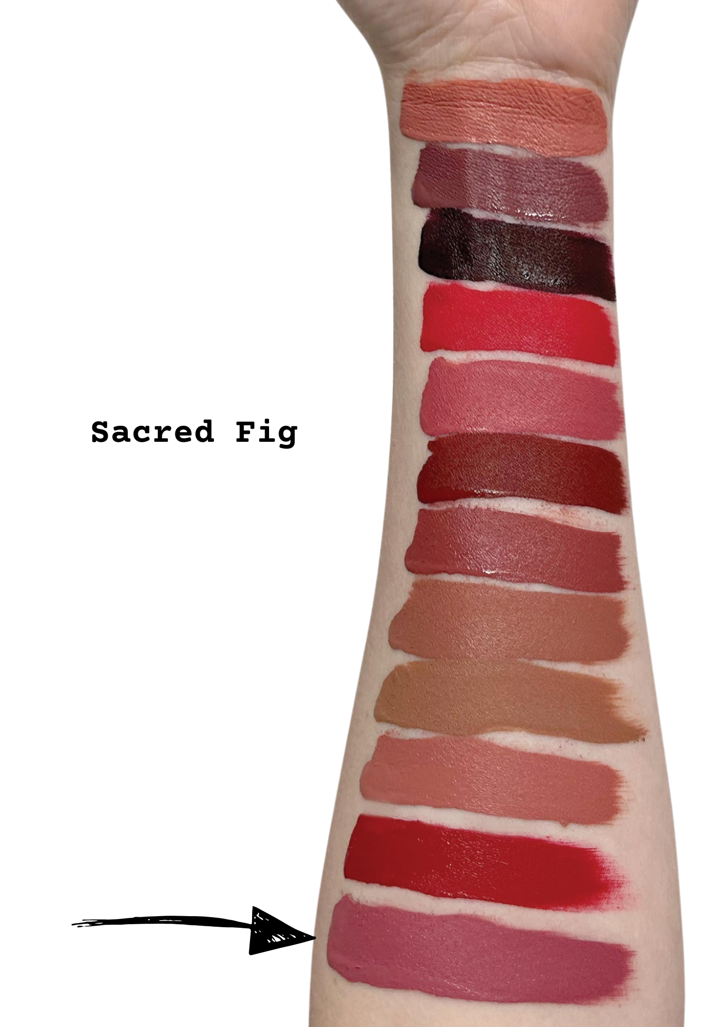 Sacred Fig